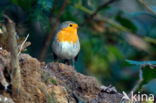 European Robin (Erithacus rubecula)