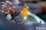 European Robin (Erithacus rubecula)