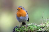 European Robin (Erithacus rubecula)