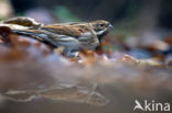 Reed Bunting (Emberiza schoeniclus)