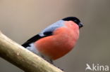 Eurasian Bullfinch (Pyrrhula pyrrhula)