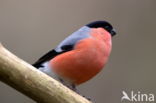 Eurasian Bullfinch (Pyrrhula pyrrhula)