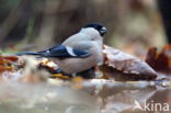 Eurasian Bullfinch (Pyrrhula pyrrhula)