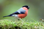 Eurasian Bullfinch (Pyrrhula pyrrhula)