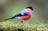 Eurasian Bullfinch (Pyrrhula pyrrhula)