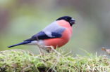 Eurasian Bullfinch (Pyrrhula pyrrhula)