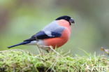 Eurasian Bullfinch (Pyrrhula pyrrhula)