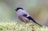 Eurasian Bullfinch (Pyrrhula pyrrhula)