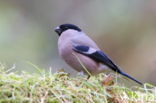 Eurasian Bullfinch (Pyrrhula pyrrhula)