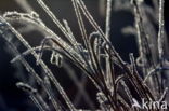 Rietgras (Phalaris arundinacea)
