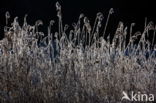 Rietgras (Phalaris arundinacea)