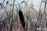 Grote lisdodde (Typha latifolia)