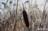 Grote lisdodde (Typha latifolia)