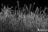 Rietgras (Phalaris arundinacea)