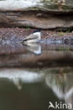 Glanskop (Parus palustris)