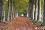 Beech (Fagus sylvatica)