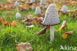 Geschubde inktzwam (Coprinus comatus)