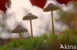 Burgundydrop bonnet (Mycena haematopus)