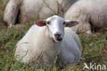 Suffolk schaap (Ovis domesticus)