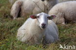 Suffolk schaap (Ovis domesticus)