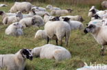 Suffolk schaap (Ovis domesticus)