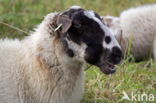 Suffolk schaap (Ovis domesticus)