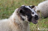 Suffolk schaap (Ovis domesticus)