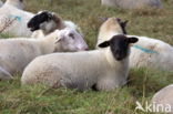 Suffolk schaap (Ovis domesticus)