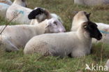 Suffolk schaap (Ovis domesticus)