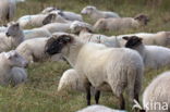 Suffolk schaap (Ovis domesticus)