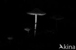 Yellowleg bonnet (Mycena epipterygia)