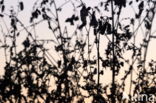 Langstekelige distel (Carduus acanthoides)
