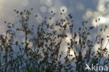 Creeping Thistle (Cirsium arvense)