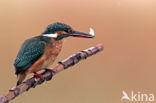 IJsvogel (Alcedo atthis)