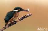 IJsvogel (Alcedo atthis)