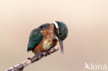 Kingfisher (Alcedo atthis)