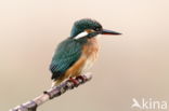 Kingfisher (Alcedo atthis)