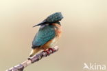 Kingfisher (Alcedo atthis)