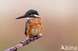 IJsvogel (Alcedo atthis)