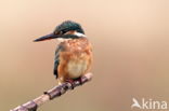 IJsvogel (Alcedo atthis)