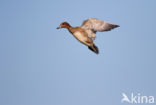 Wigeon (Anas penelope)