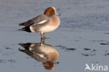 Wigeon (Anas penelope)