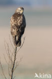 Common Buzzard (Buteo buteo)