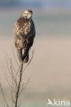 Buizerd (Buteo buteo)