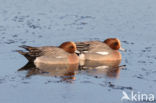 Wigeon (Anas penelope)