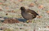 Waterhoen (Gallinula chloropus)