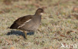 Common Moorhen (Gallinula chloropus)