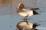 Wigeon (Anas penelope)