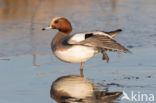 Wigeon (Anas penelope)