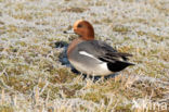 Wigeon (Anas penelope)